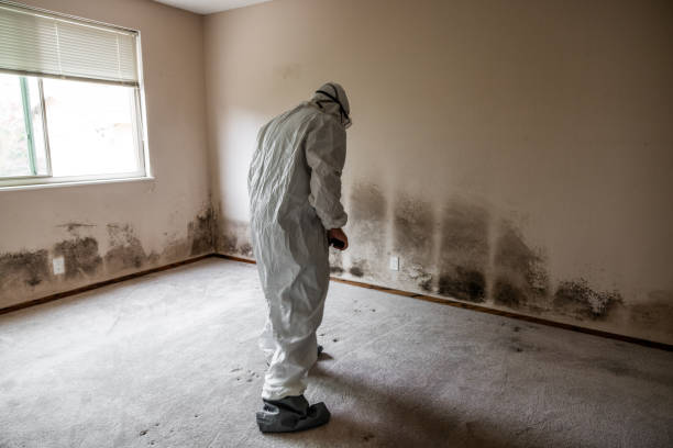 Mold Odor Removal Services in Chevy Chase View, MD